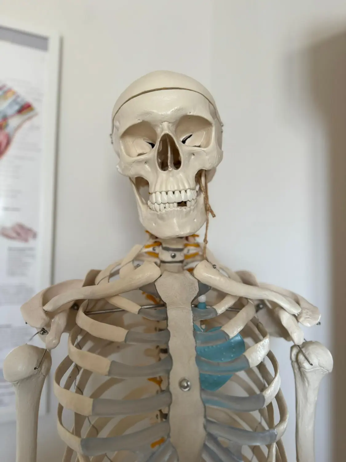 Ergotherapie Altstadt Spandau, Skelett