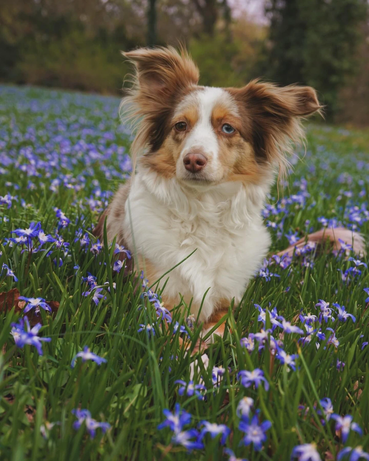 Ergotherapie Altstadt Spandau, Hund Luna