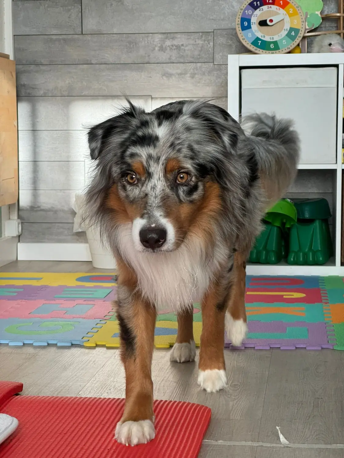 Ergotherapie Altstadt Spandau, Hund