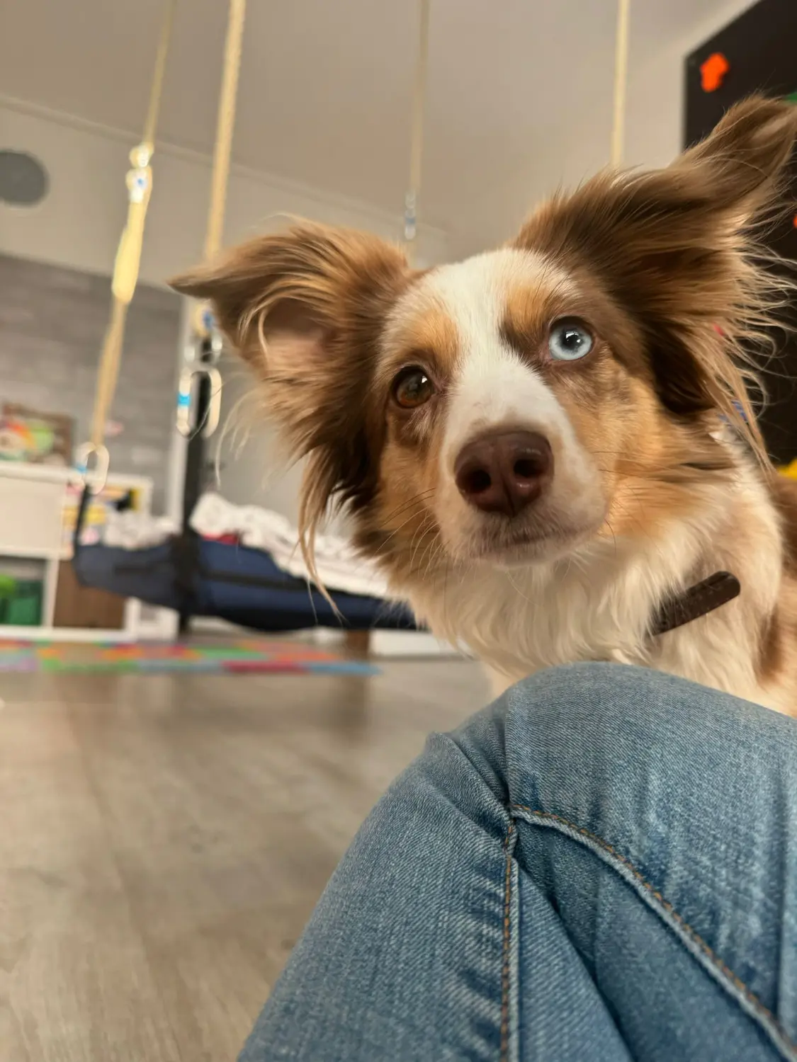 Ergotherapie Altstadt Spandau, Hund