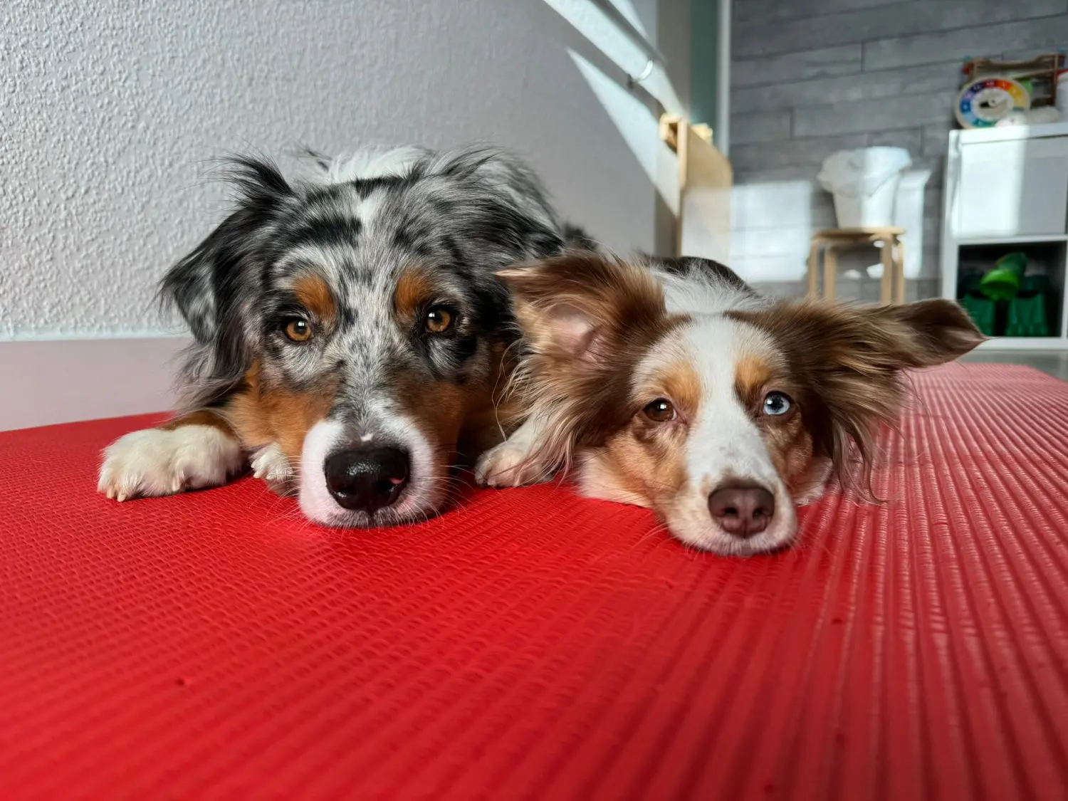 Ergotherapie Altstadt Spandau, Hunde