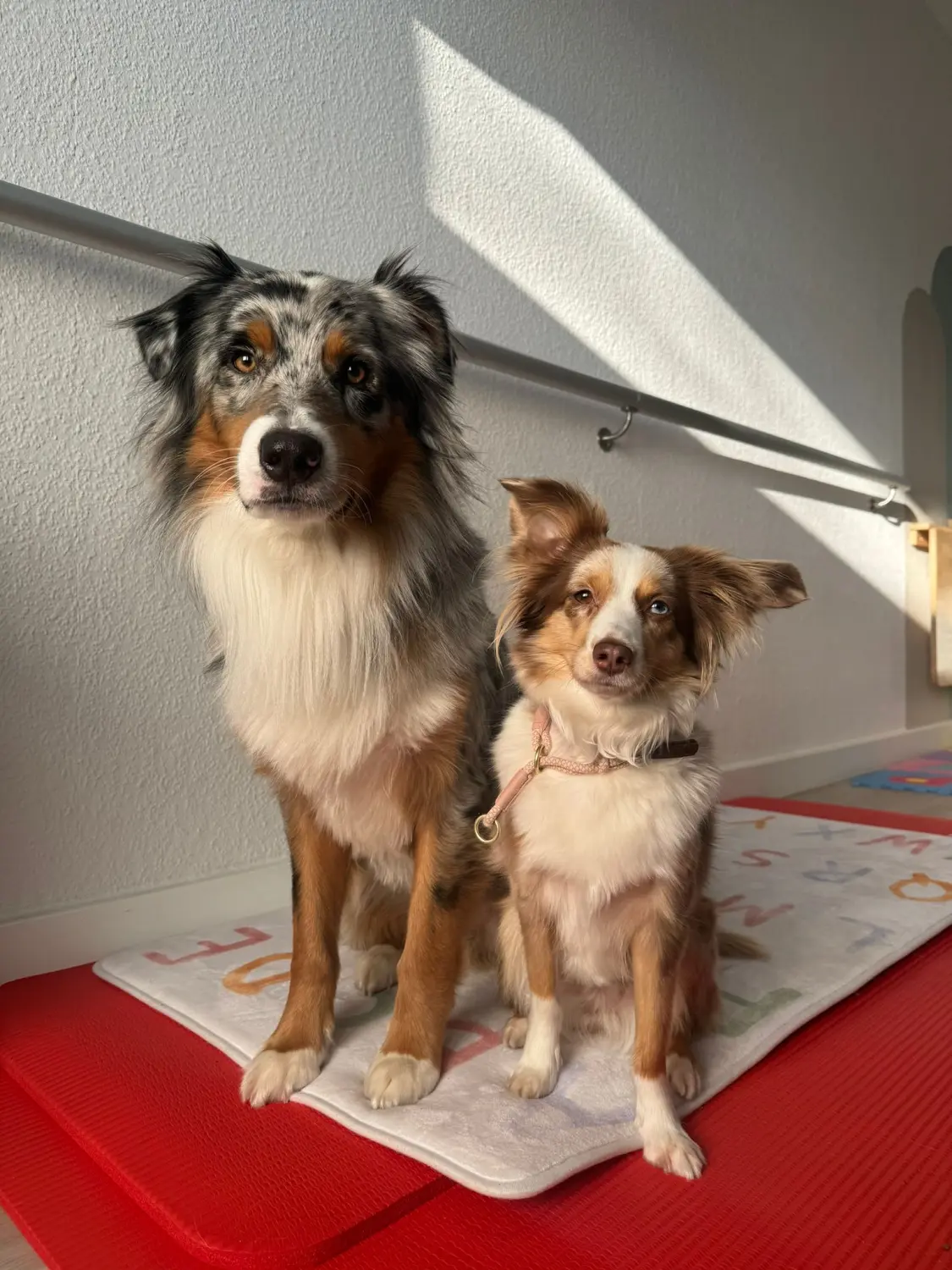Ergotherapie Altstadt Spandau, Hunde